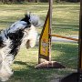 Alfons unser Schapendoes ist wieder gelandet :-)))